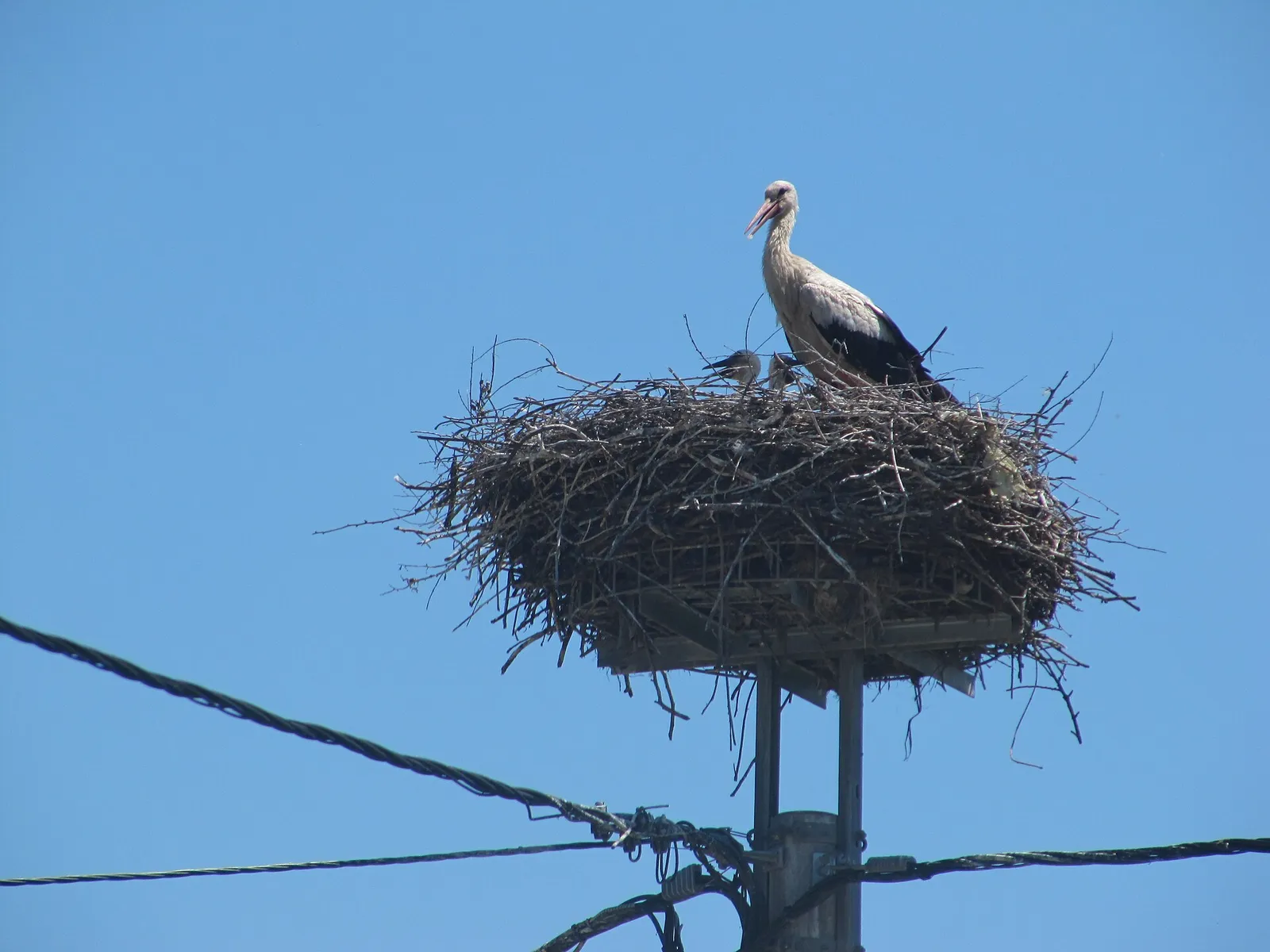 A white stork with young in a large nest