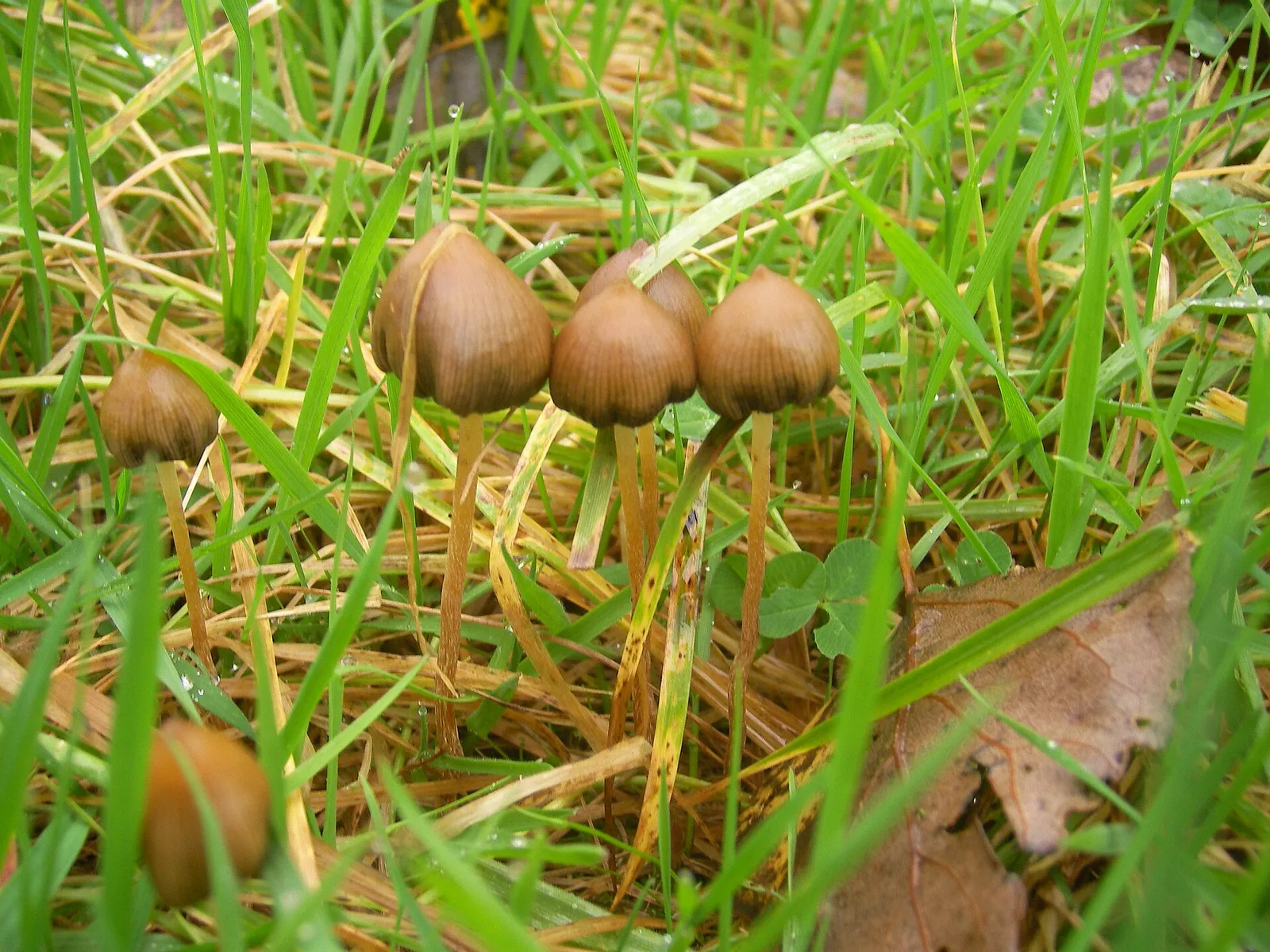 A group of Psilocybe semilanceata mushrooms