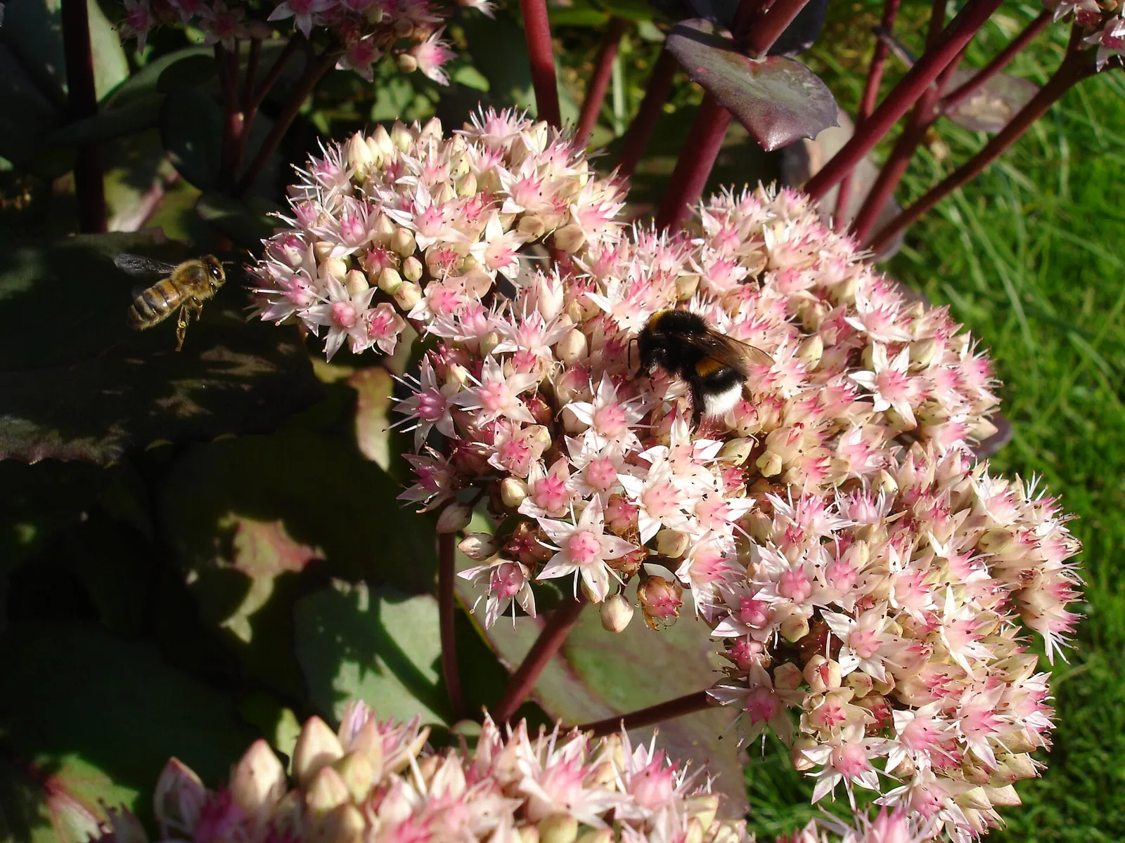 A bumblebee and a honeybee on a flower (file photograph)