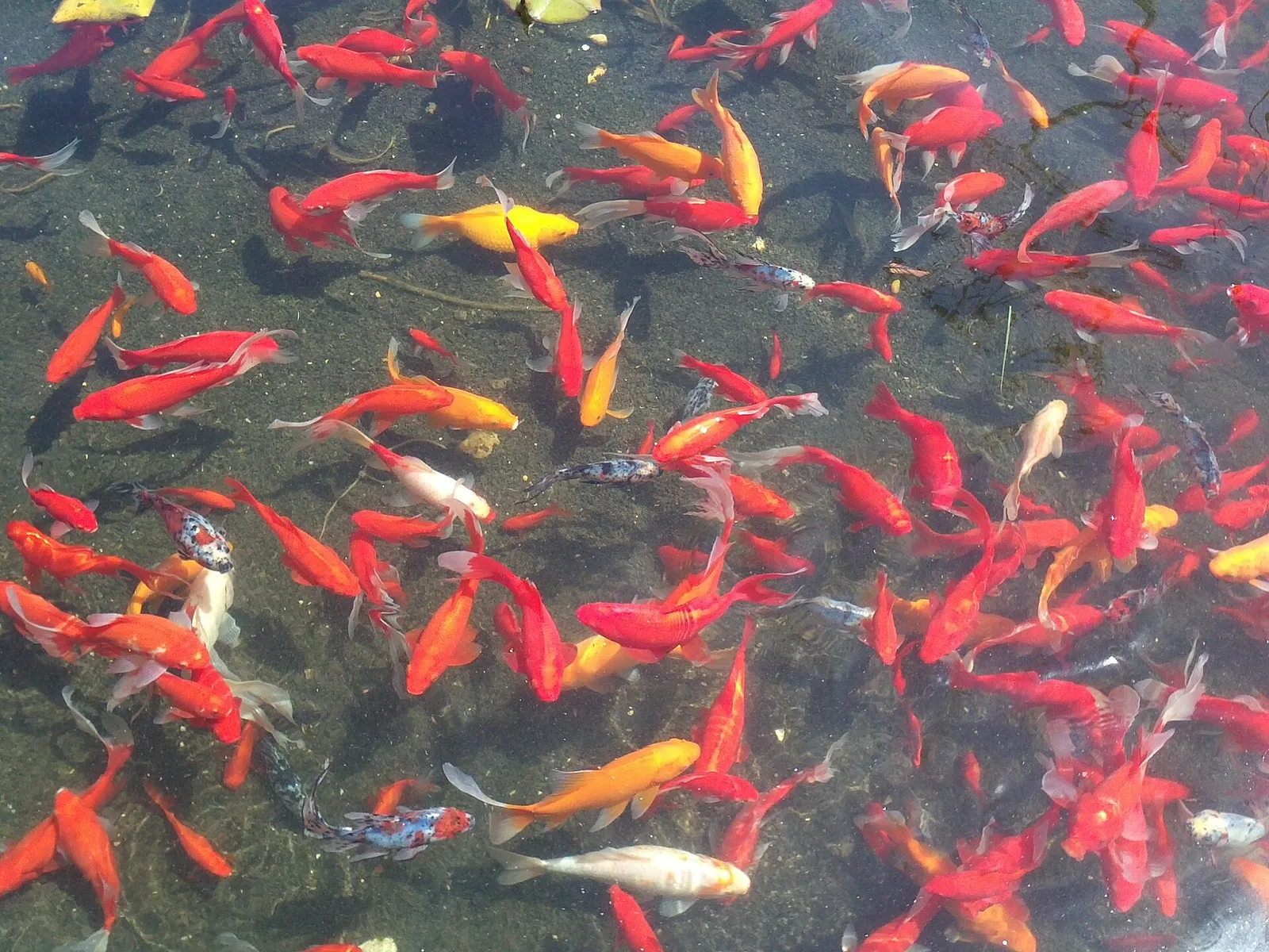 A goldfish, Carassius auratus, in a pond