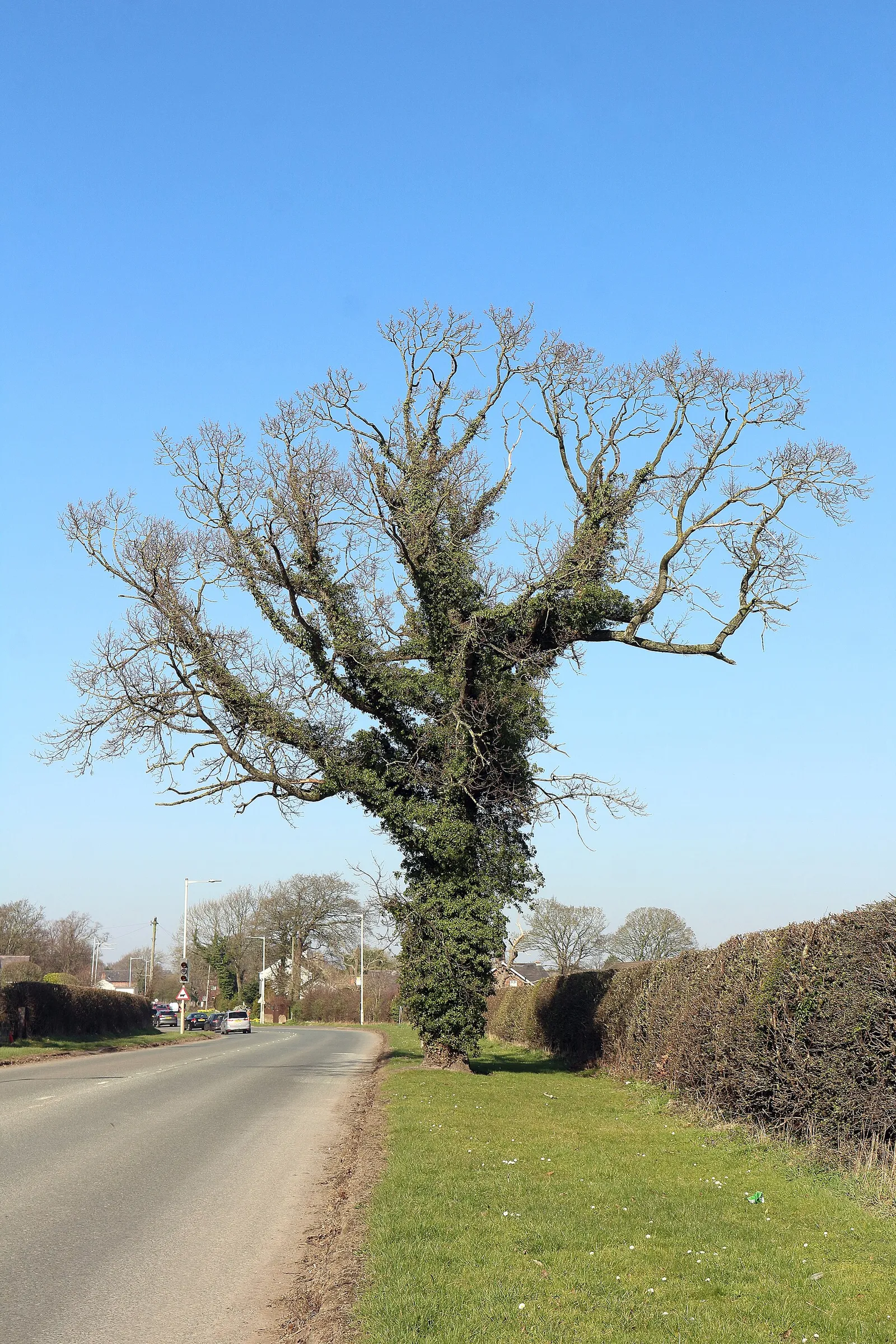 A large mature oak tree