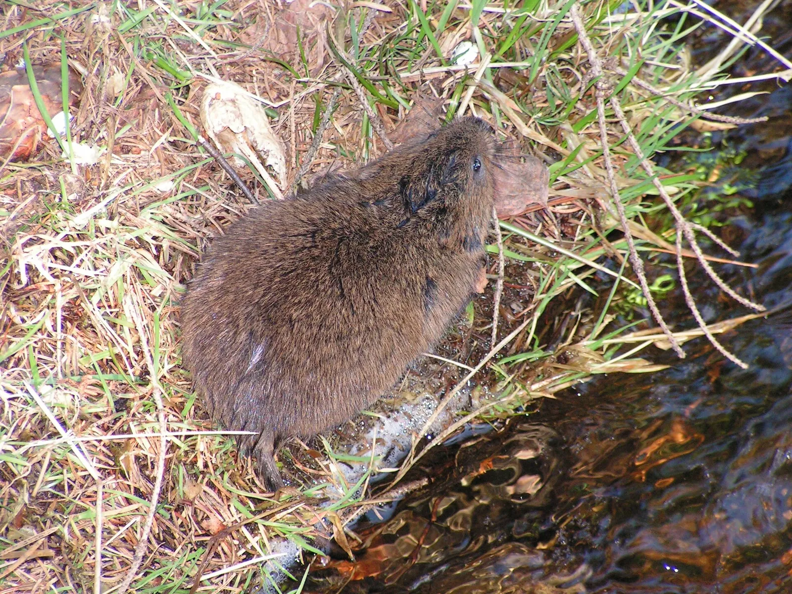 A water vole