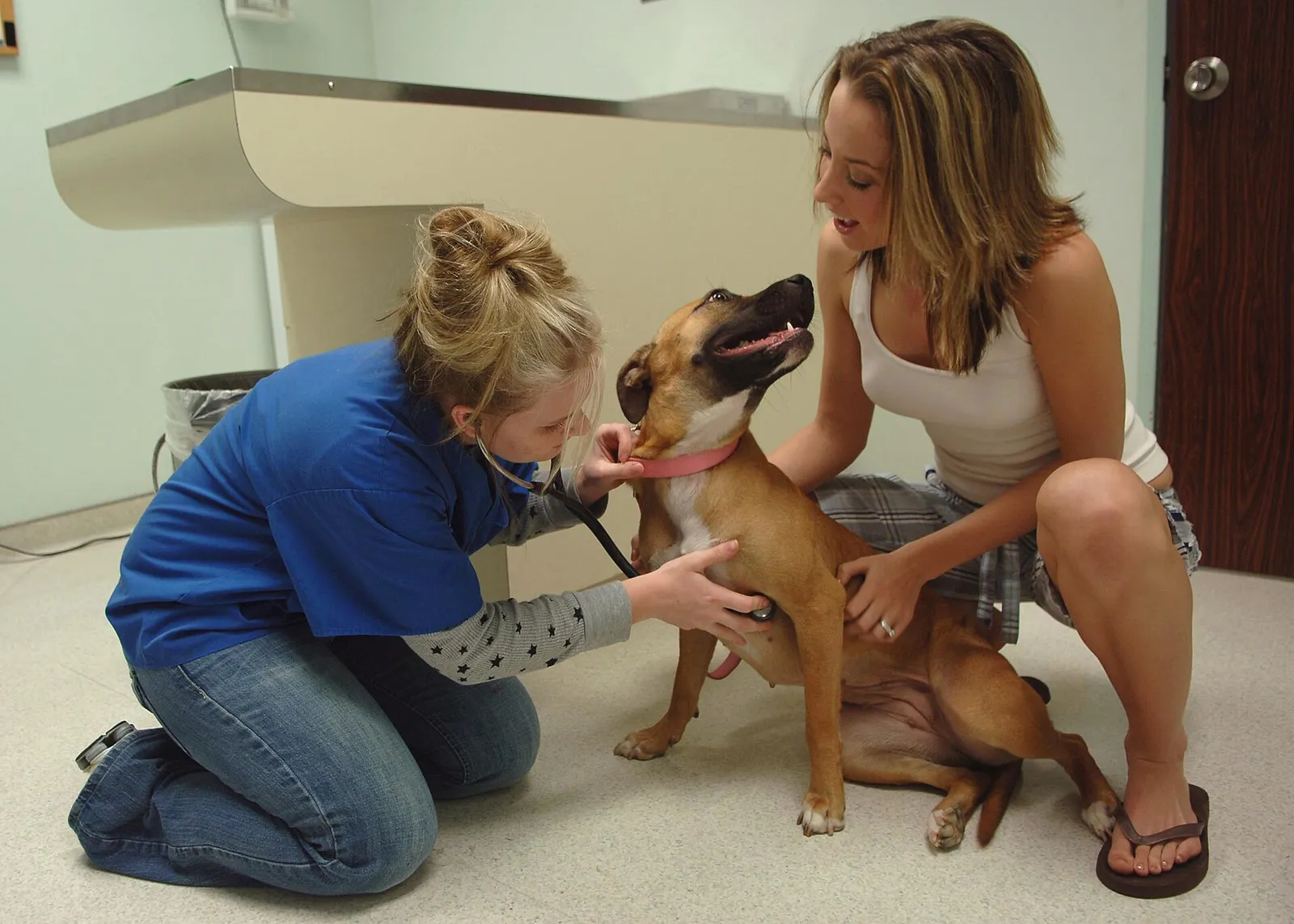 A veterinarian examines a dog