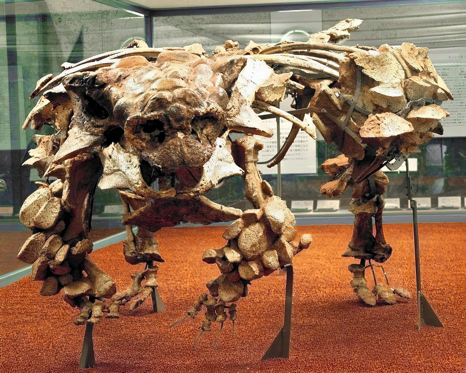 A mounted ankylosaur skeleton, showing the armored body plan shared by Antarctopelta
