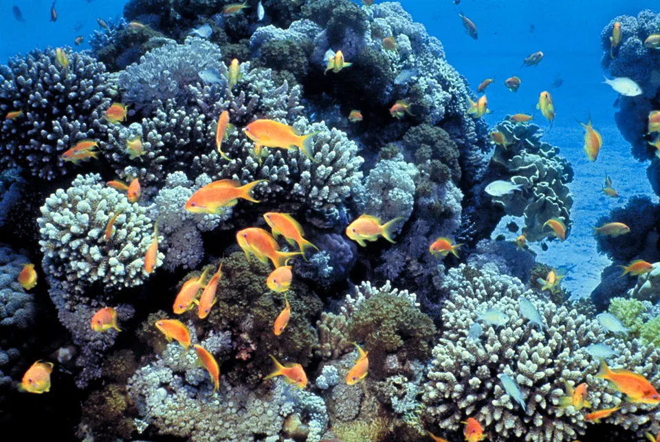 A coral reef
