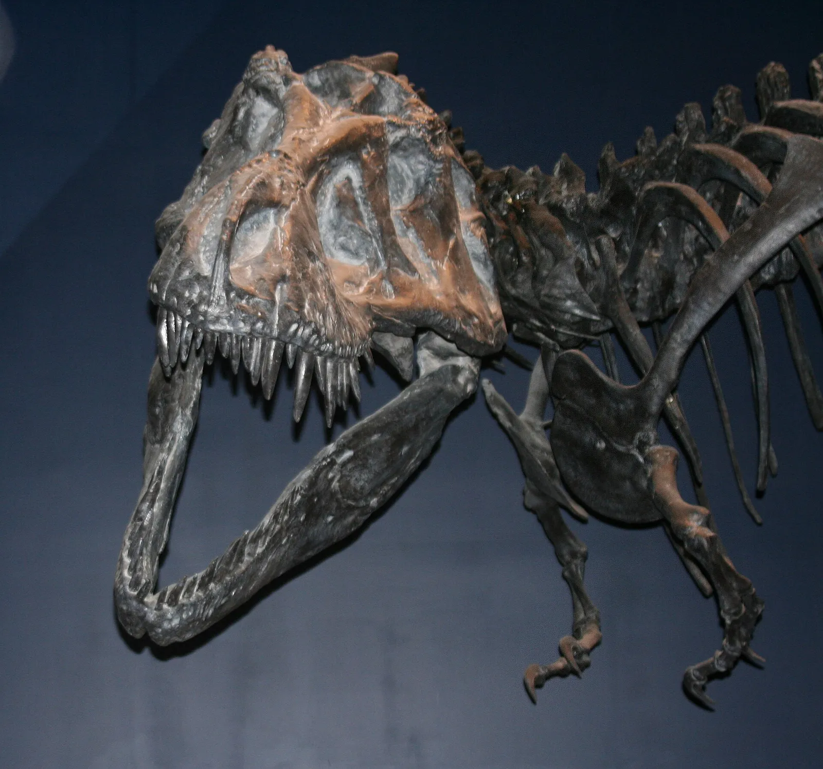 A mounted Tyrannosaurus rex skeleton on museum display (file image)