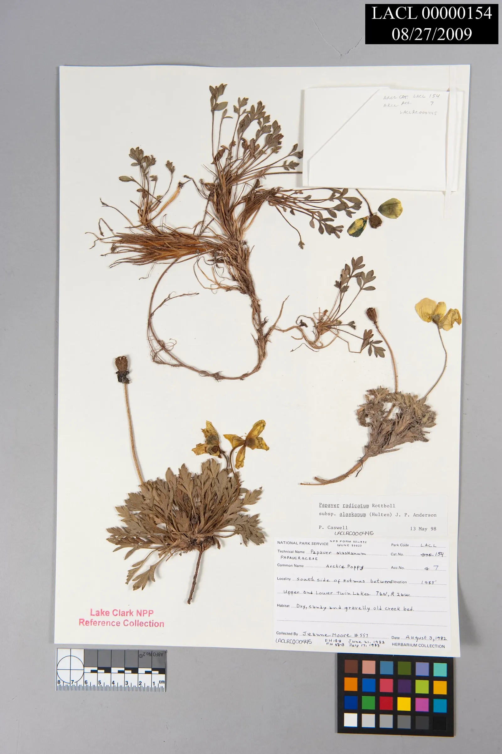 A pressed-plant herbarium specimen (Arctic poppy)