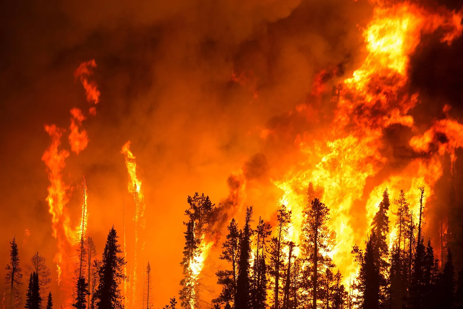 Flames from a wildfire burn through forest at night (file image)