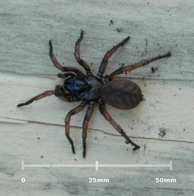 An Australian trapdoor spider, a ground-dwelling relative of the newly described species