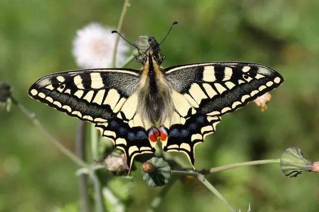 A British swallowtail butterfly (Papilio machaon)