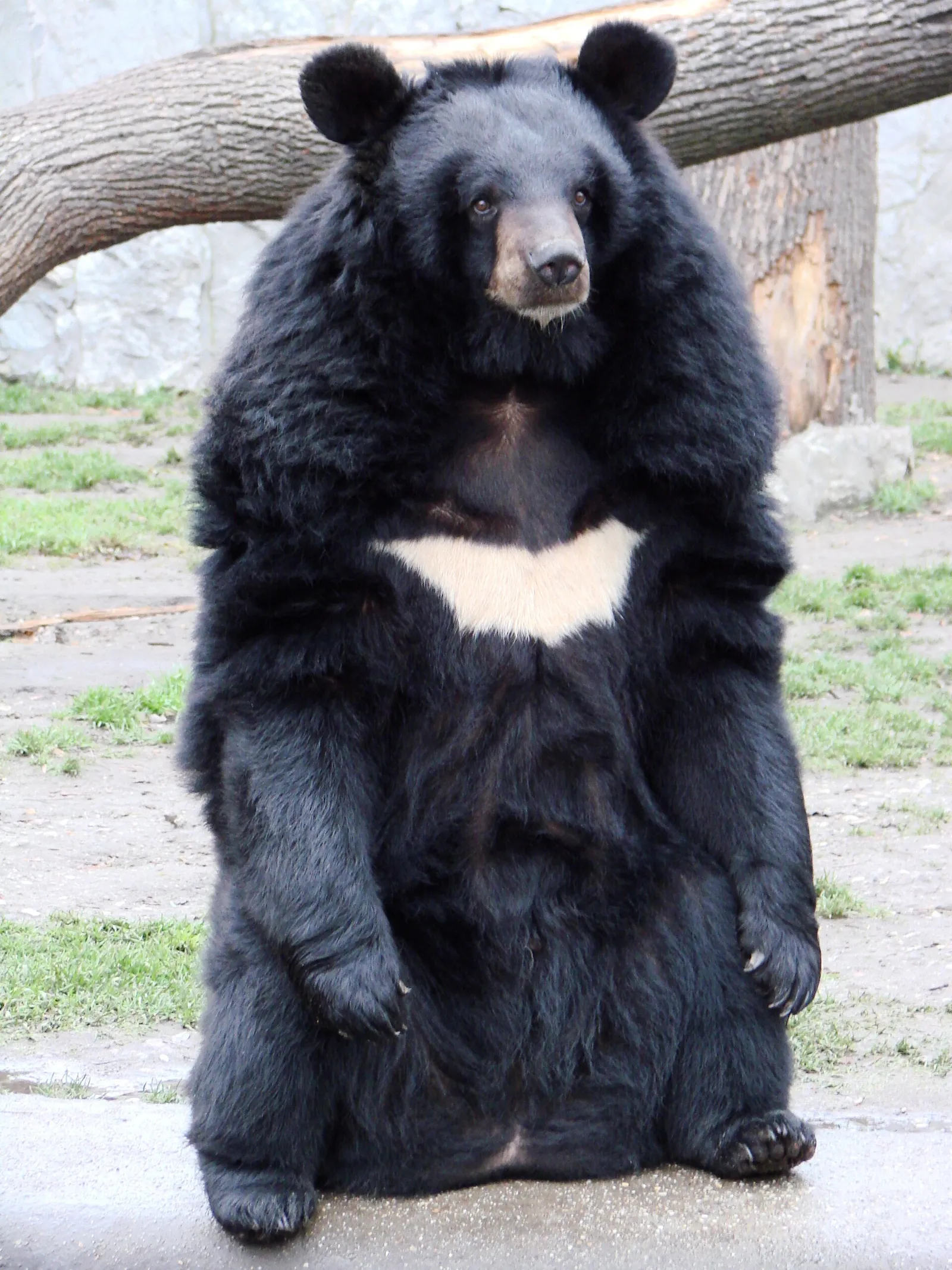A moon bear (Asiatic black bear)
