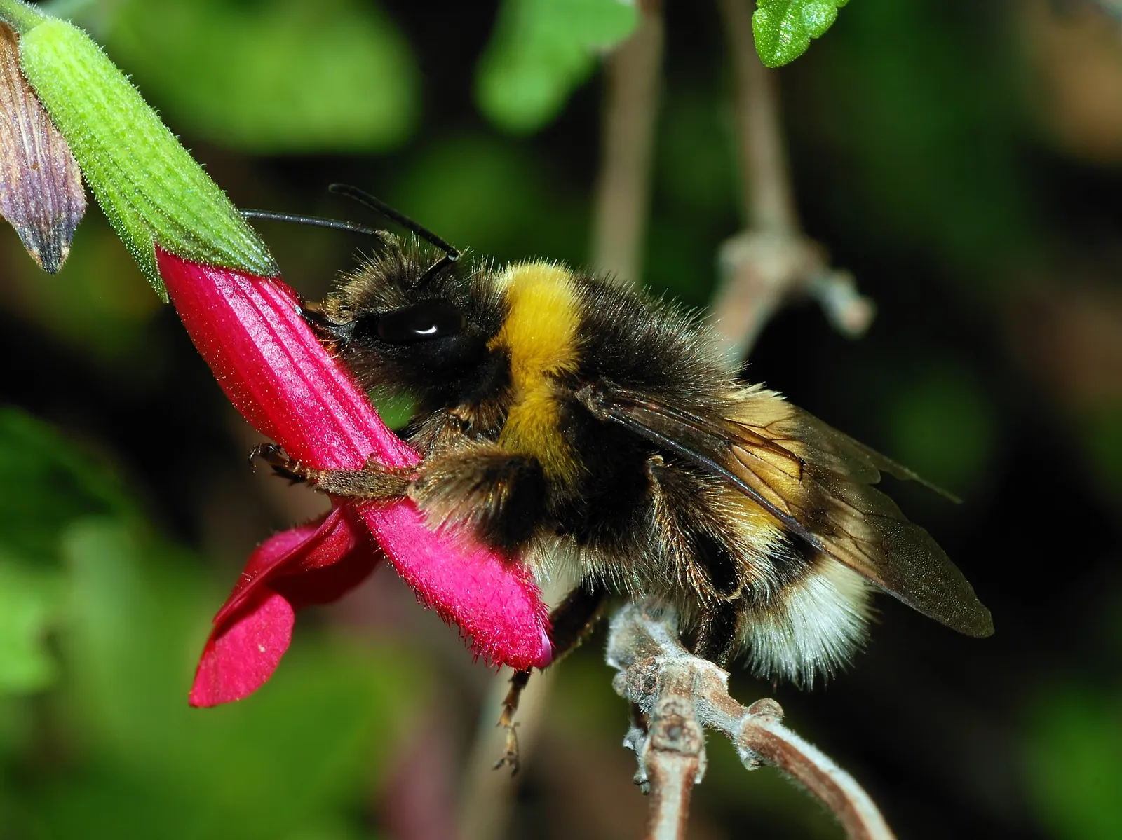 A bumble bee (file photograph)