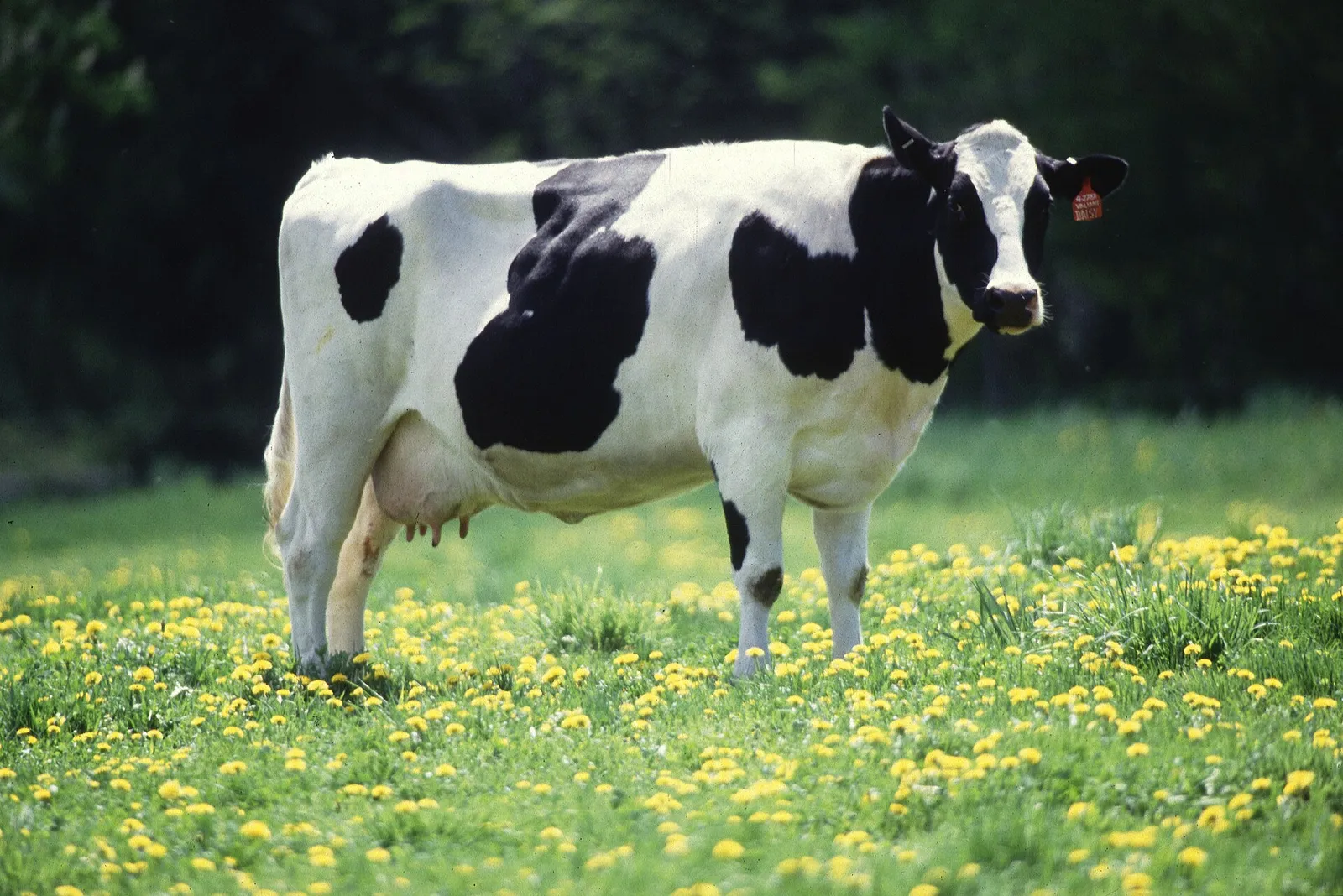 A Holstein dairy cow