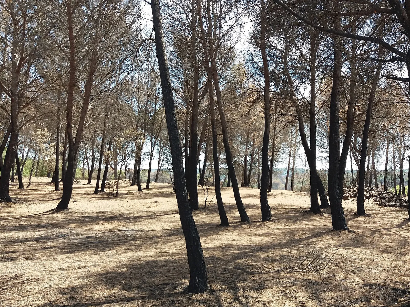 A wildfire burning in southern France (file photograph)