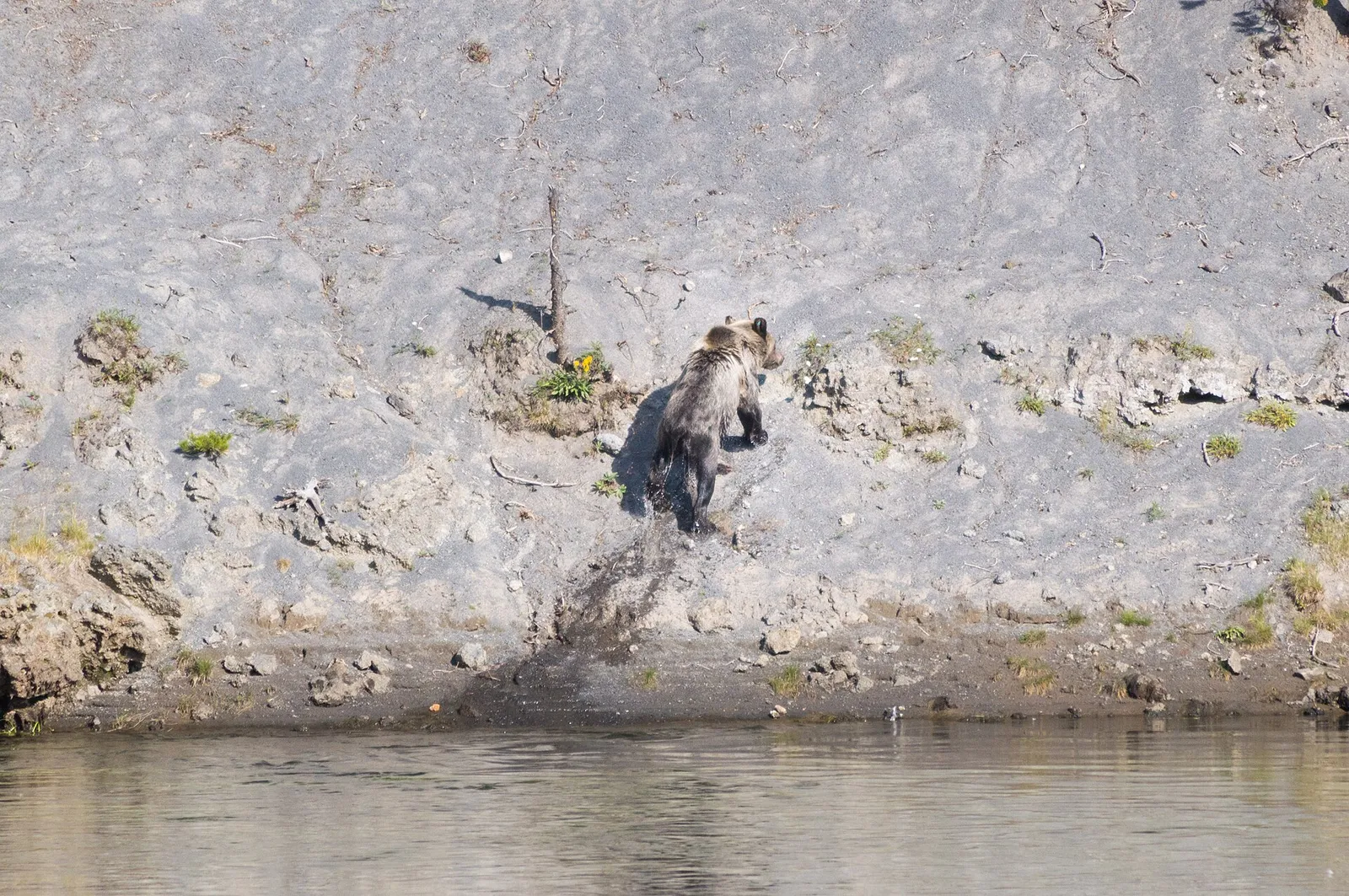 A grizzly bear