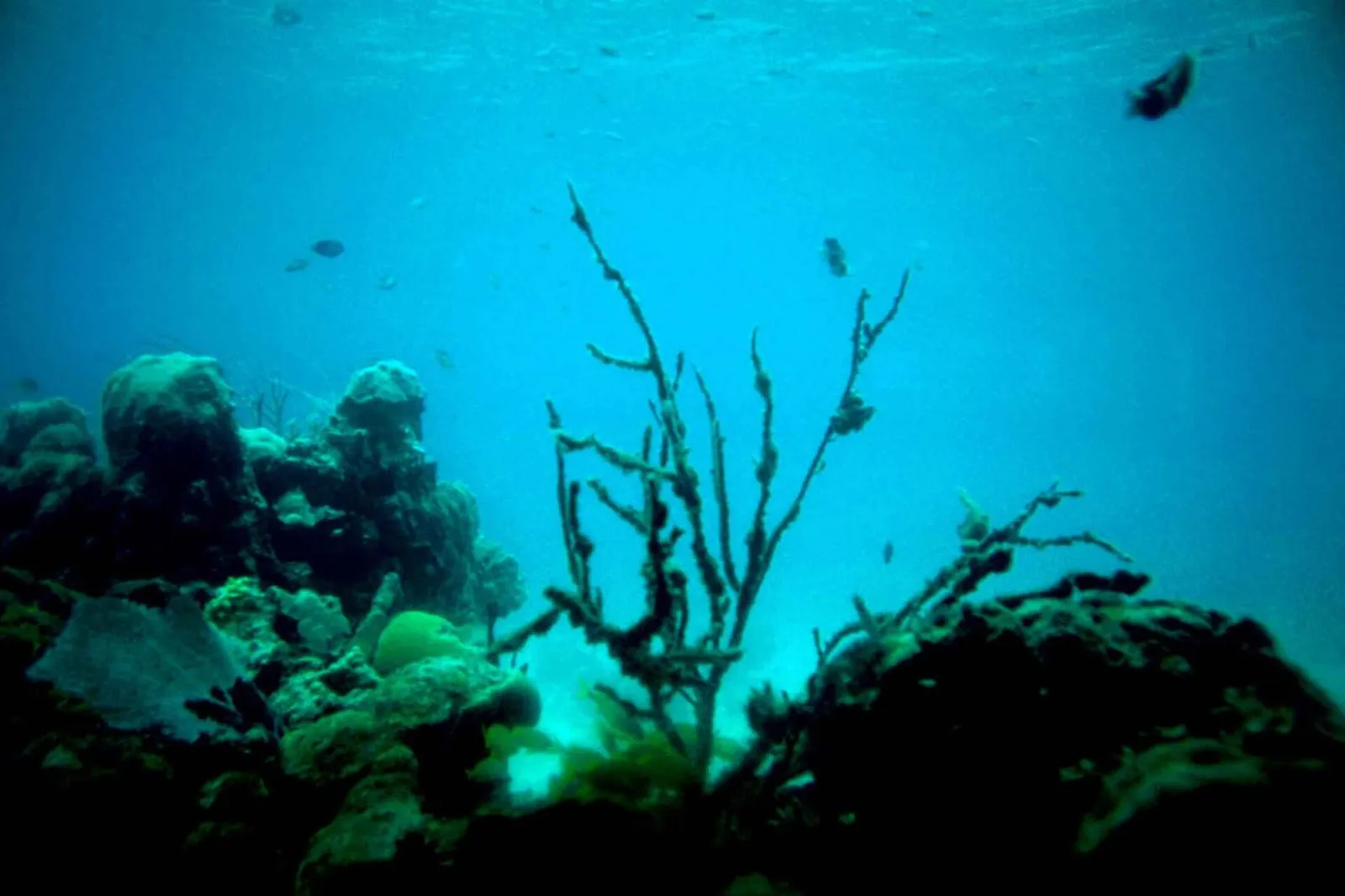 An underwater coral reef (illustrative; Subnautica is set underwater)