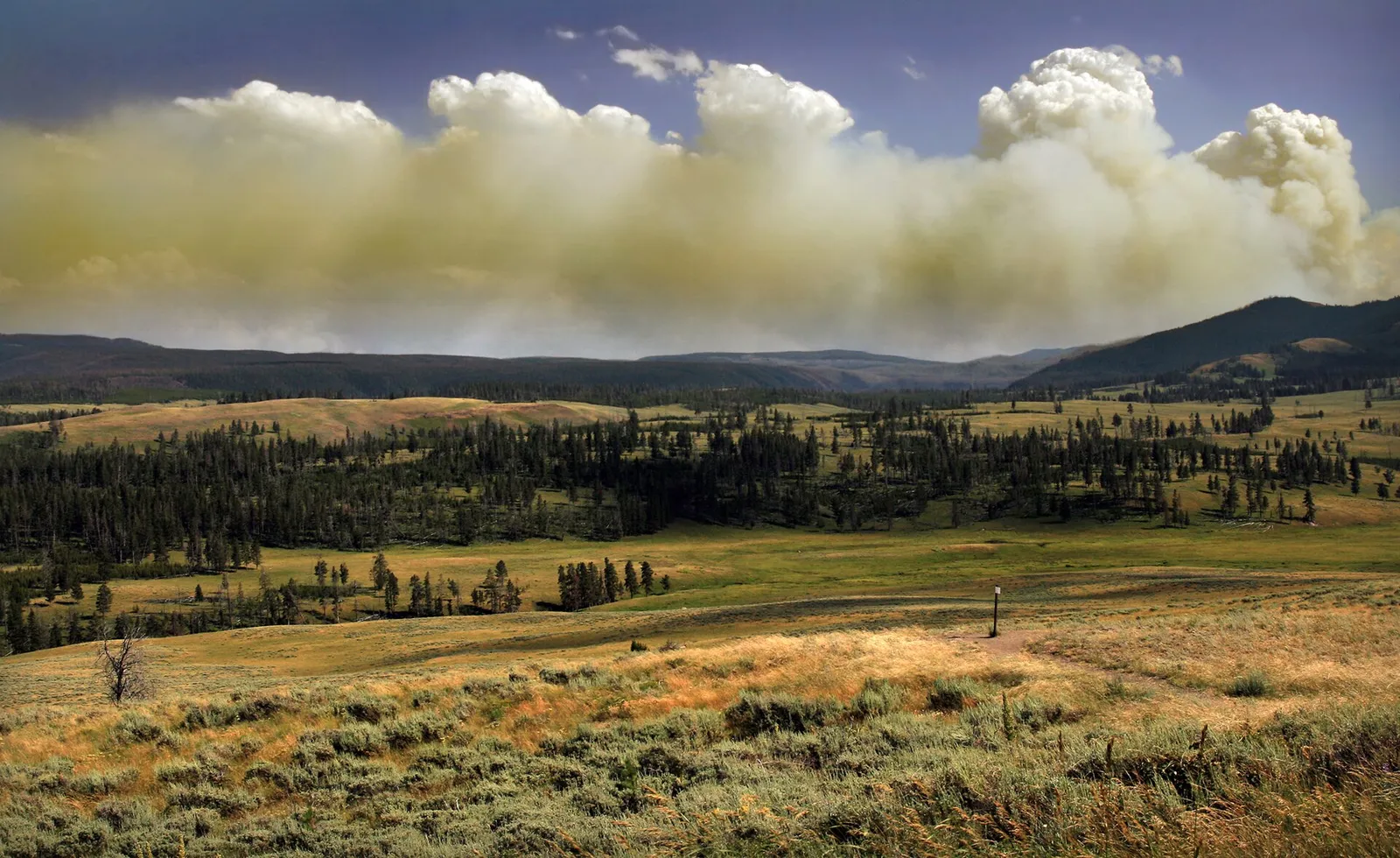 A wildfire sending up a large plume of smoke (file image)