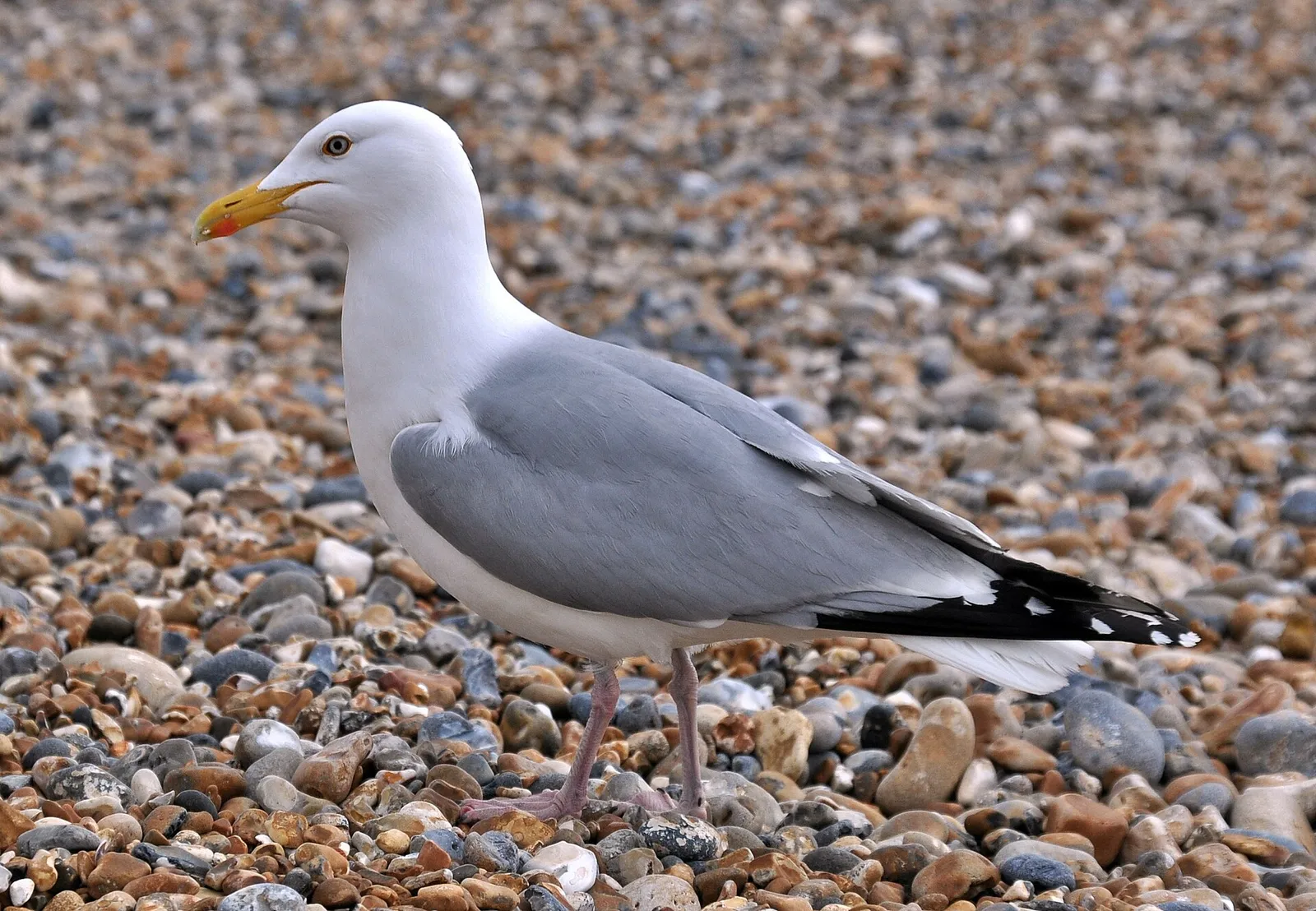 A herring gull (Larus argentatus)