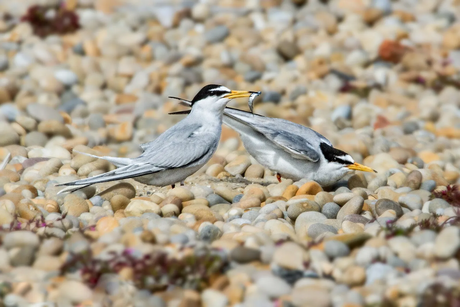 Little terns, one of Britain's smallest seabirds (file image)
