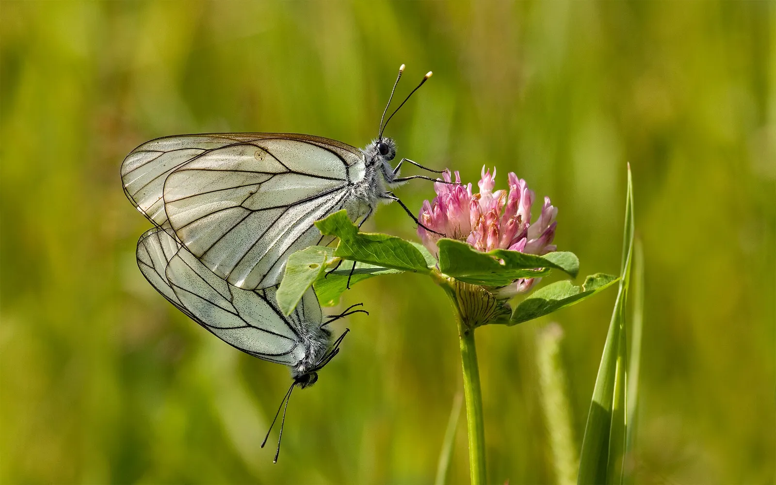 A black-veined white butterfly (Aporia crataegi)