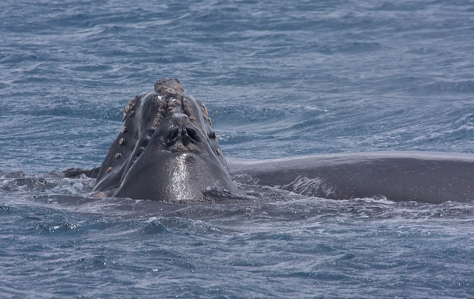 A southern right whale at the surface of the sea
