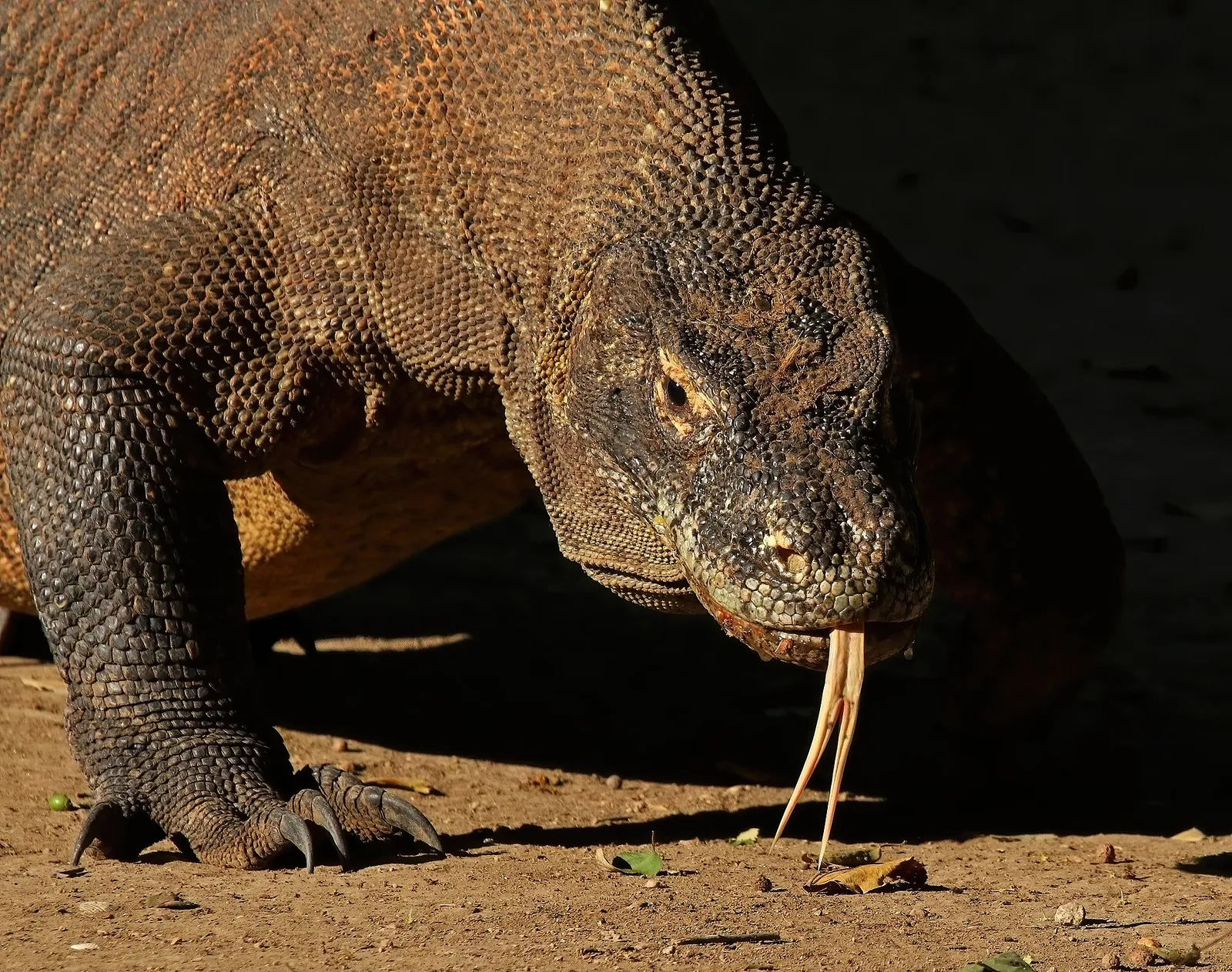 A Komodo dragon (file photograph)