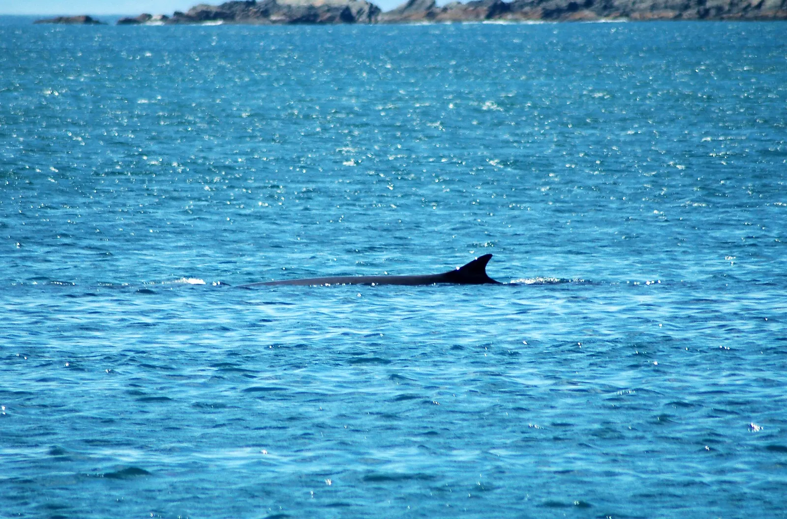 A fin whale surfacing