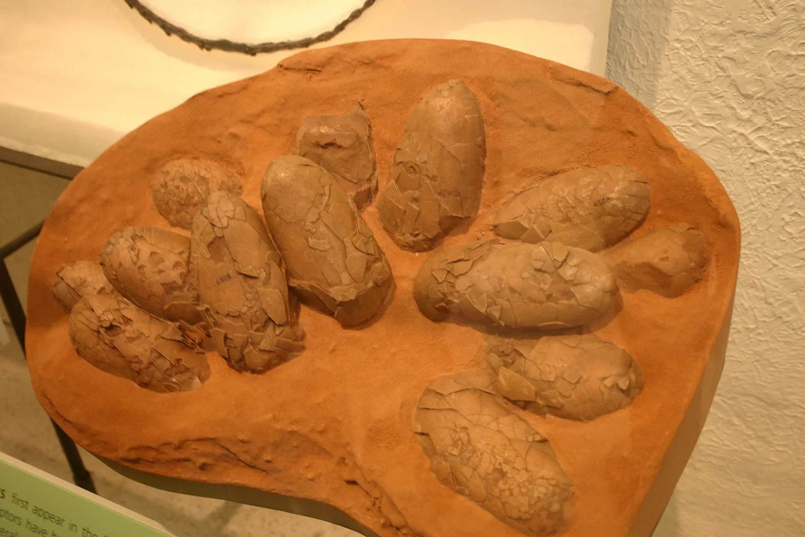 A fossilized oviraptor nest with eggs on display (Oviraptor philoceratops, AMNH)