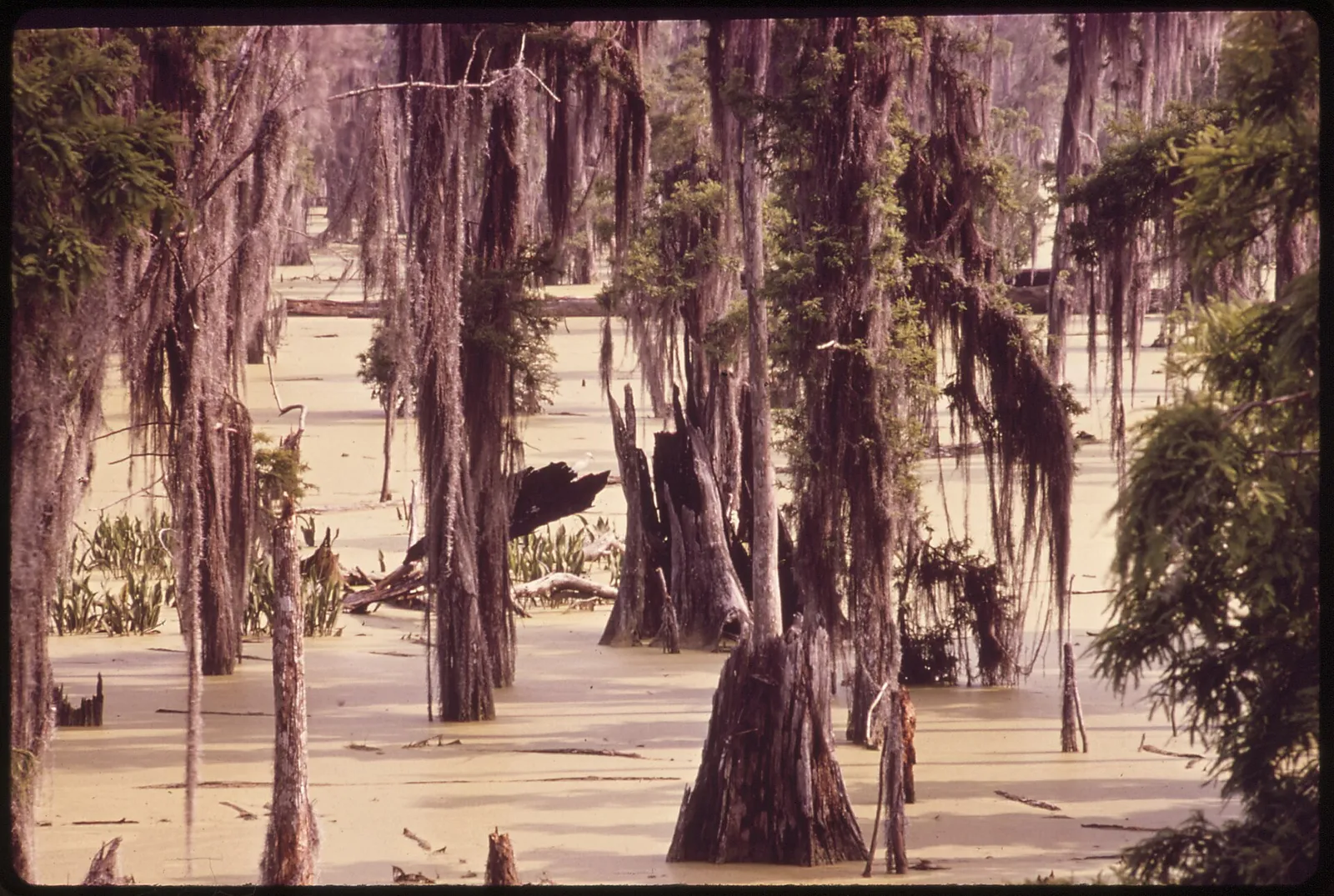 A cypress swamp in southern Louisiana
