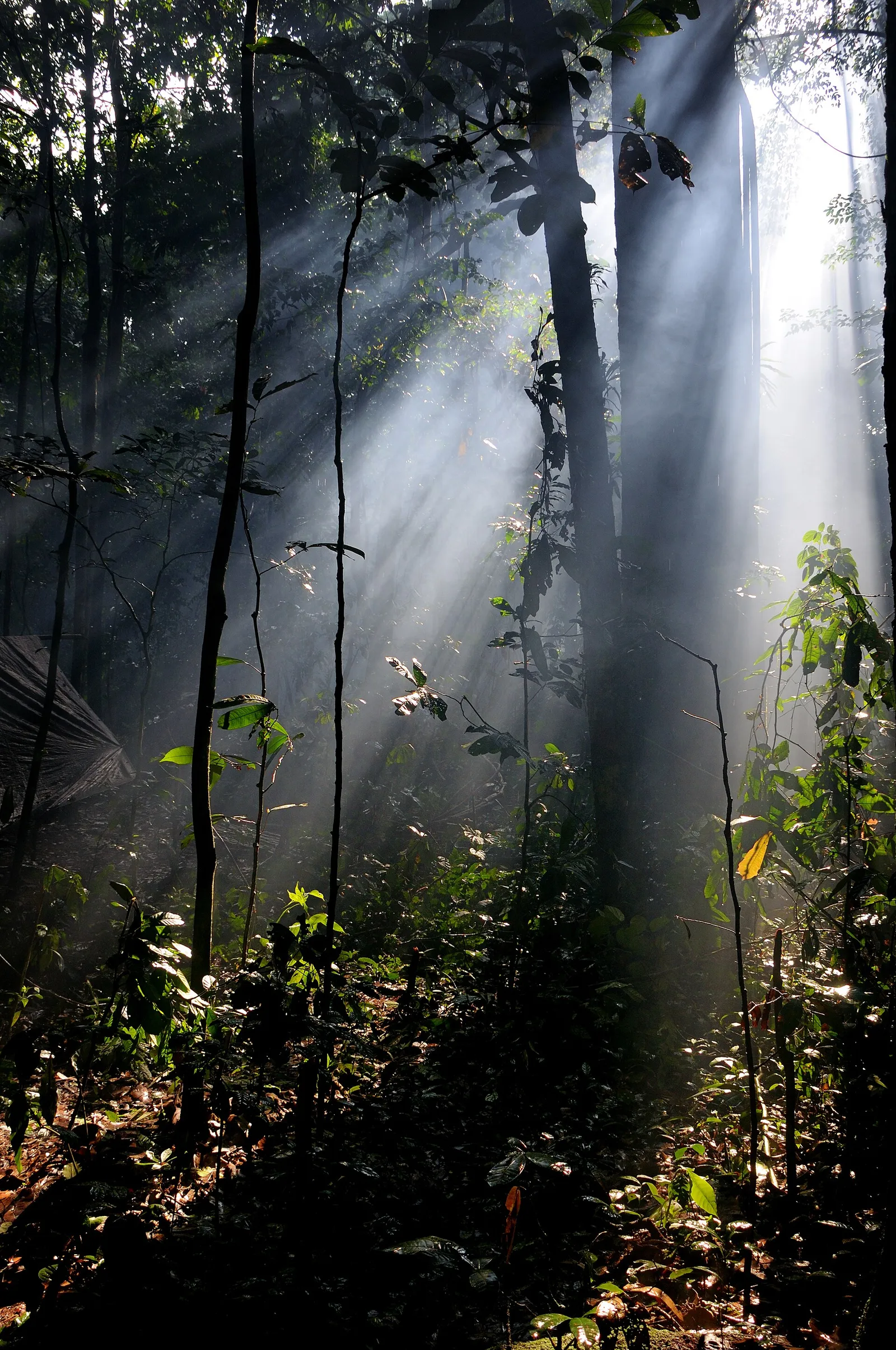Rainforest in the Congo Basin, habitat of the new species (file image)