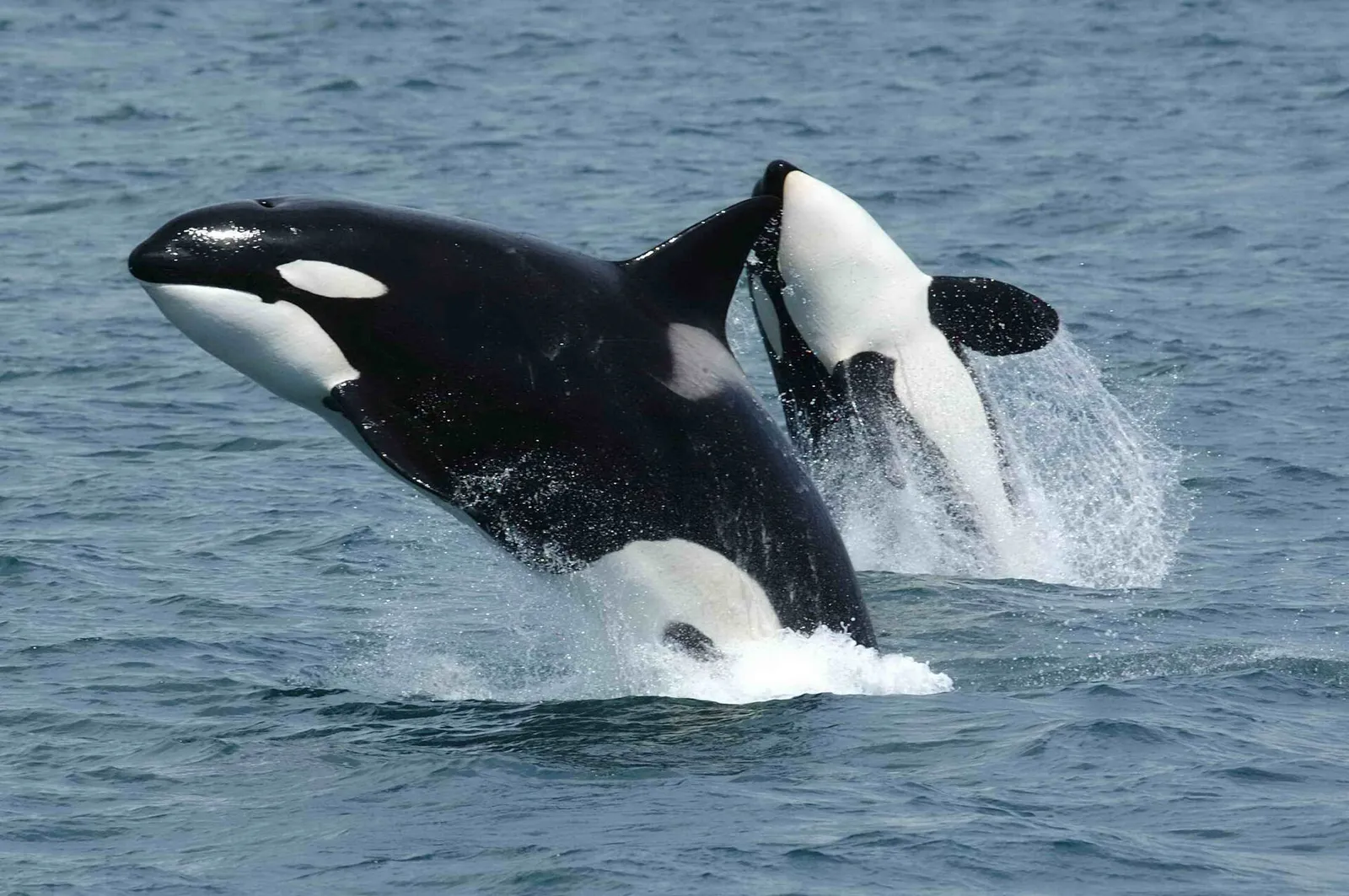 Orcas breaching in the ocean
