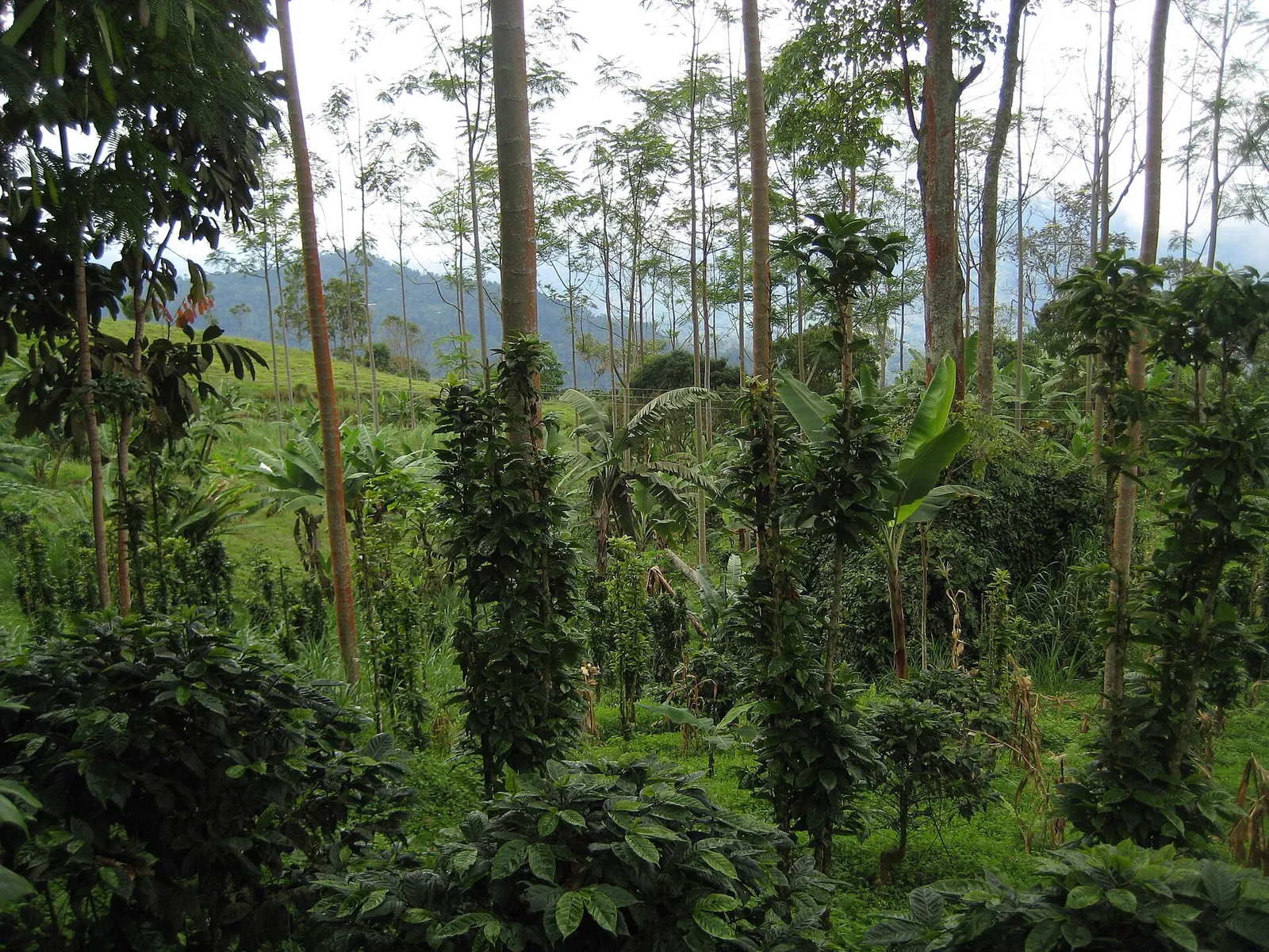 A coffee farm on hillside land in Colombia