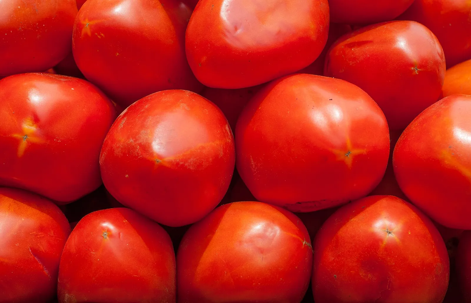 A pile of ripe red tomatoes