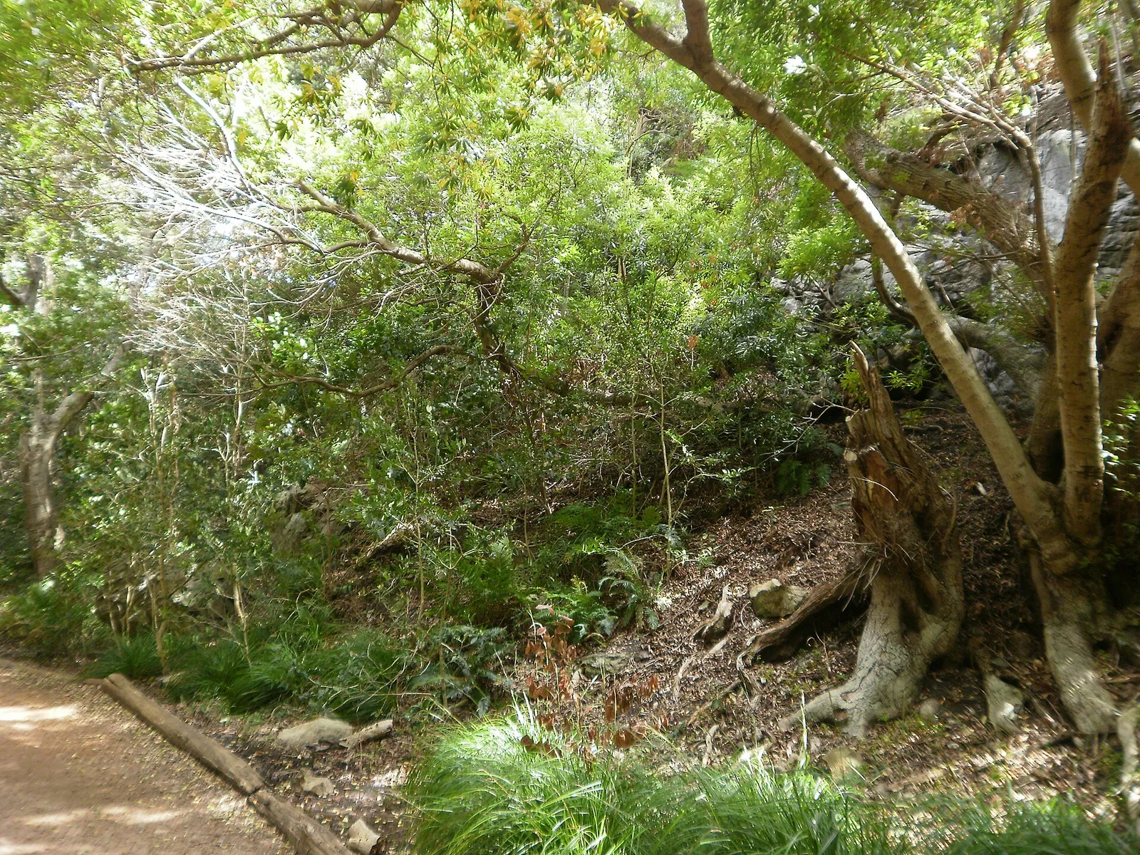Indigenous forest in South Africa (file photograph)