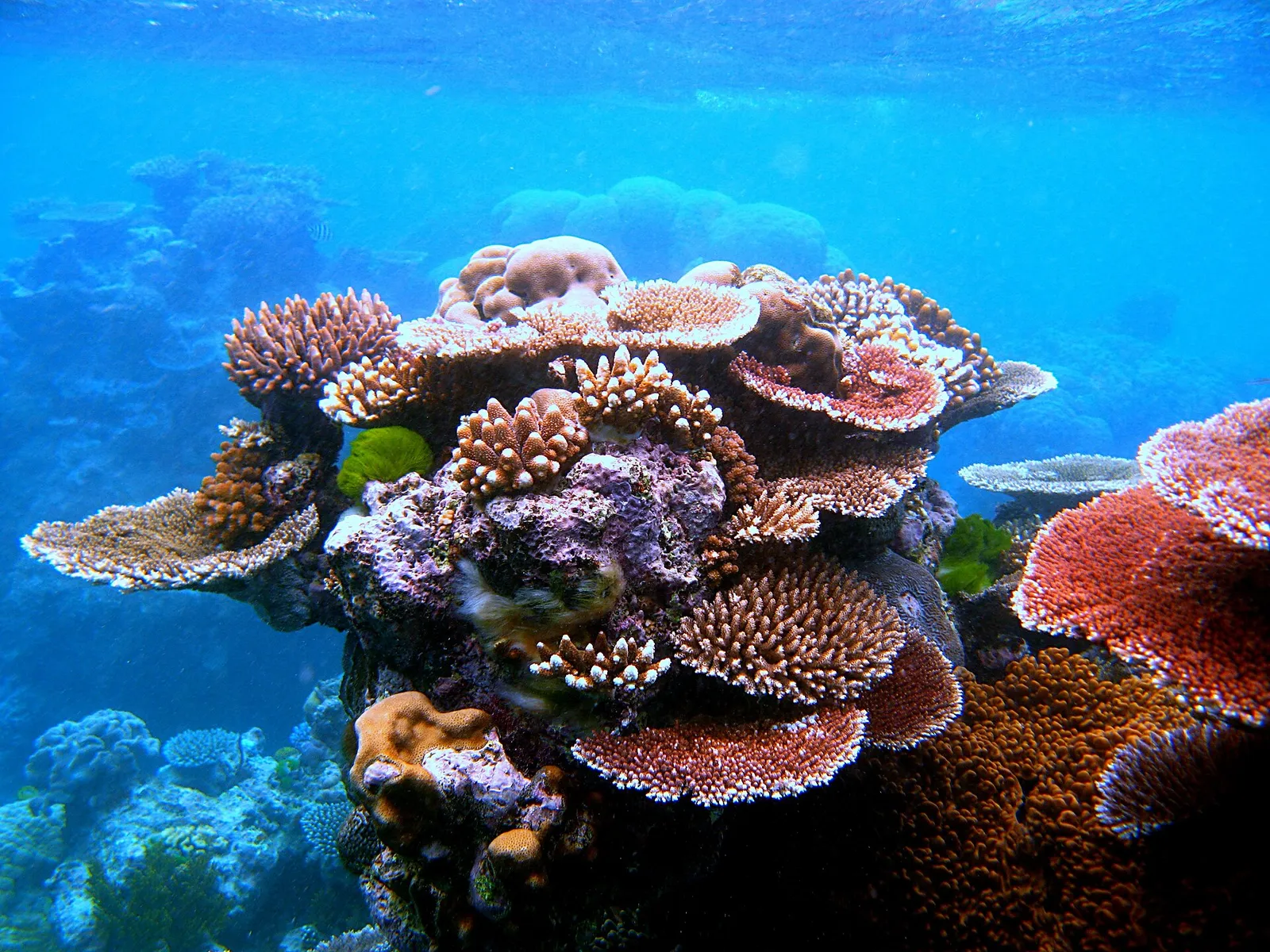 A coral outcrop on Flynn Reef, part of the Great Barrier Reef