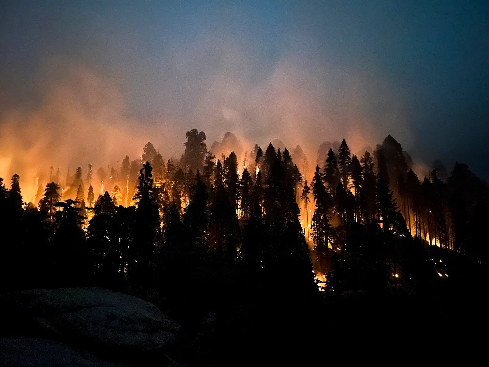 An intense forest fire (file image)