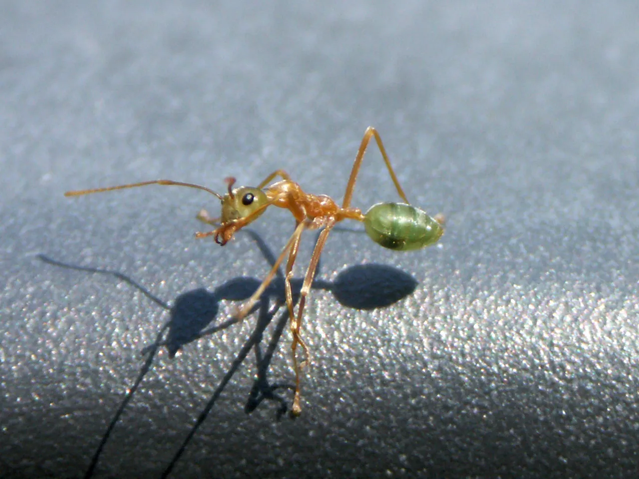 A green tree ant, Oecophylla smaragdina, the spider's exclusive prey