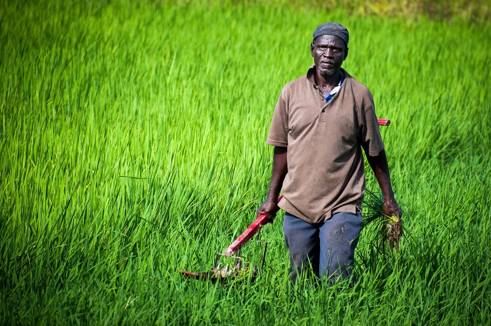 A smallholder farmer in a field in Africa