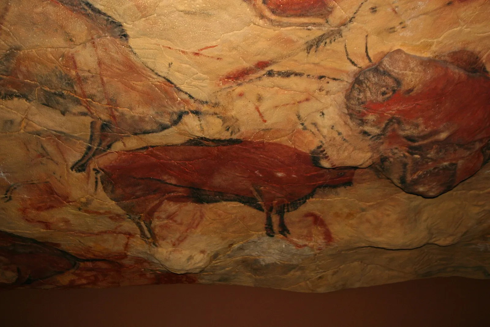 The painted bison ceiling of Altamira, shown in a faithful reproduction of the Spanish cave