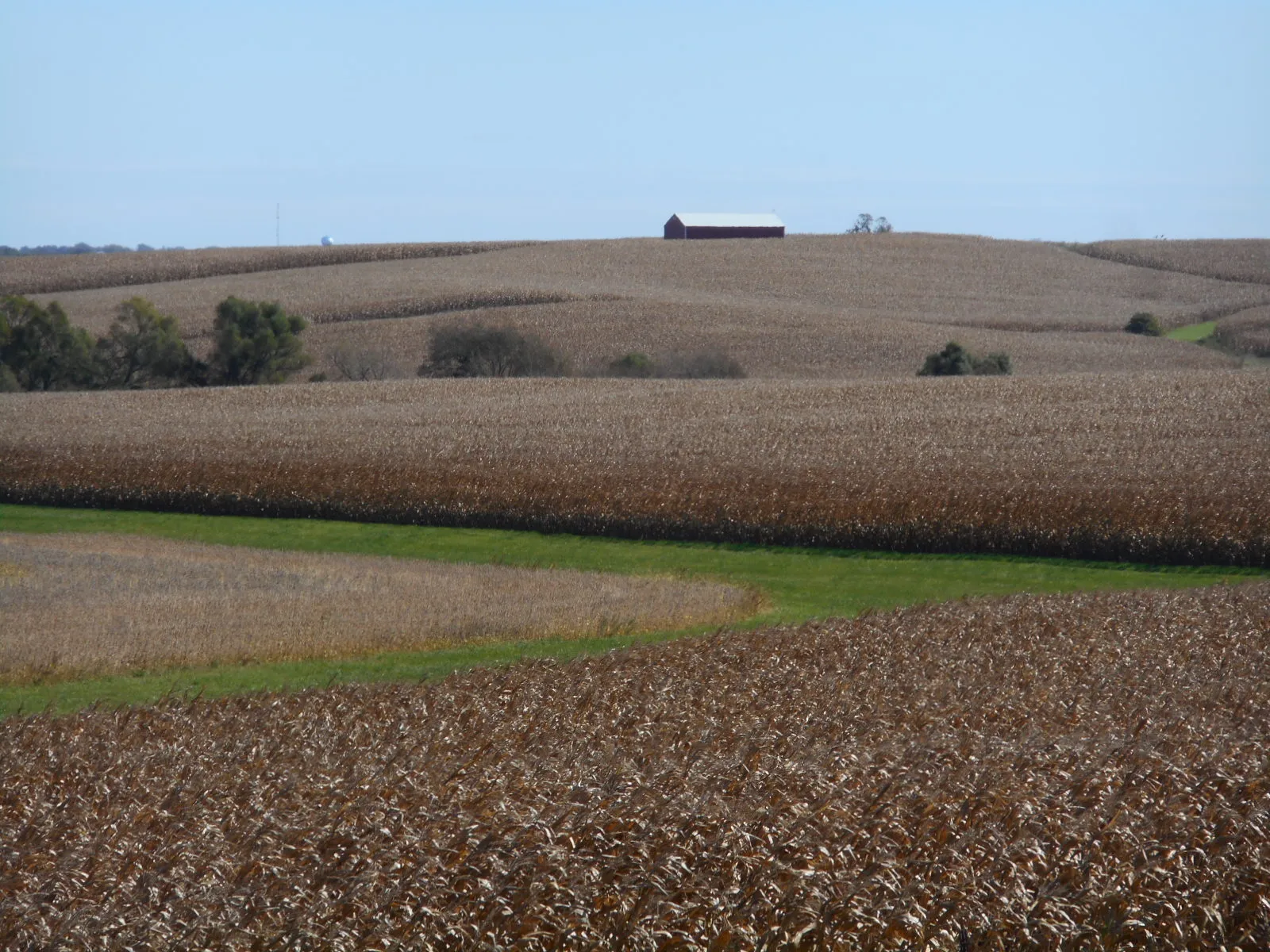 Corn fields in Iowa