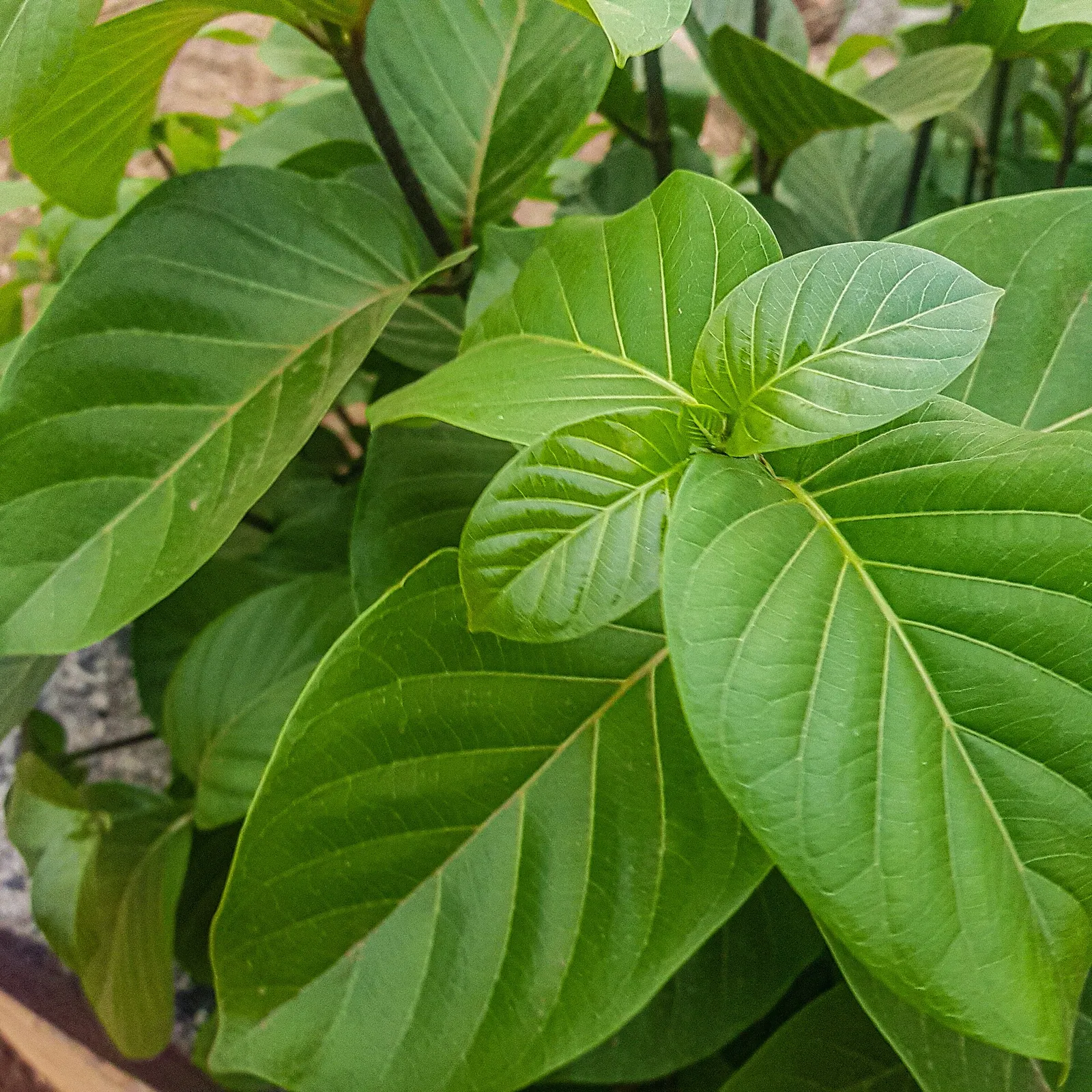 A kratom plant (Mitragyna speciosa) (file photograph)