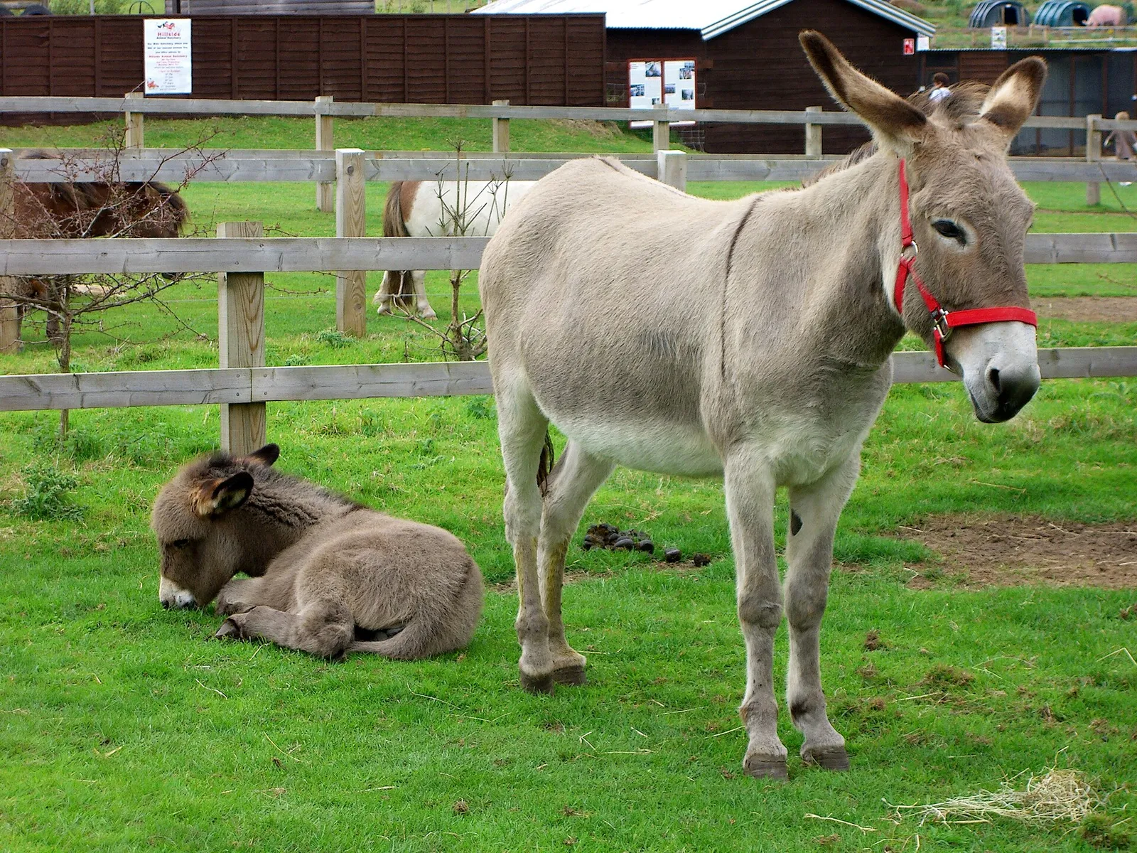 Donkeys at an animal sanctuary (file photo)