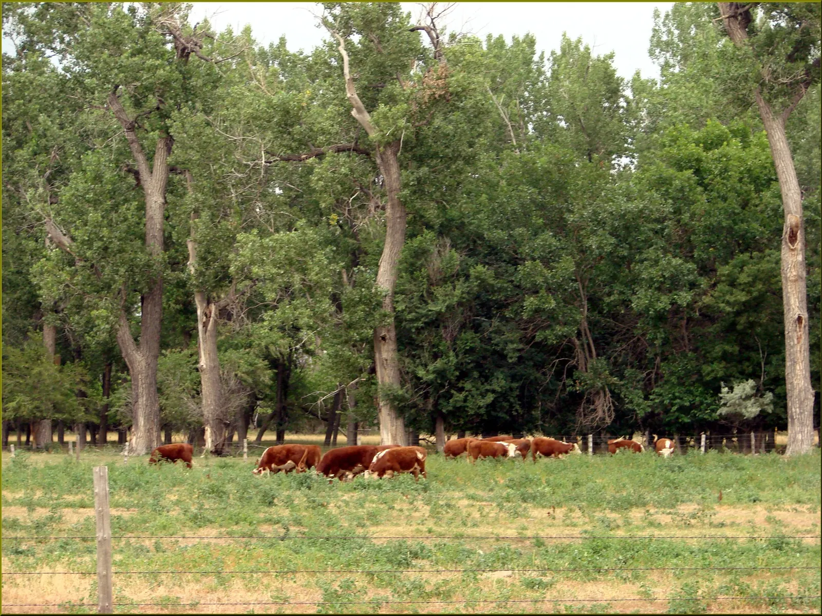 A herd of beef cattle in Nebraska