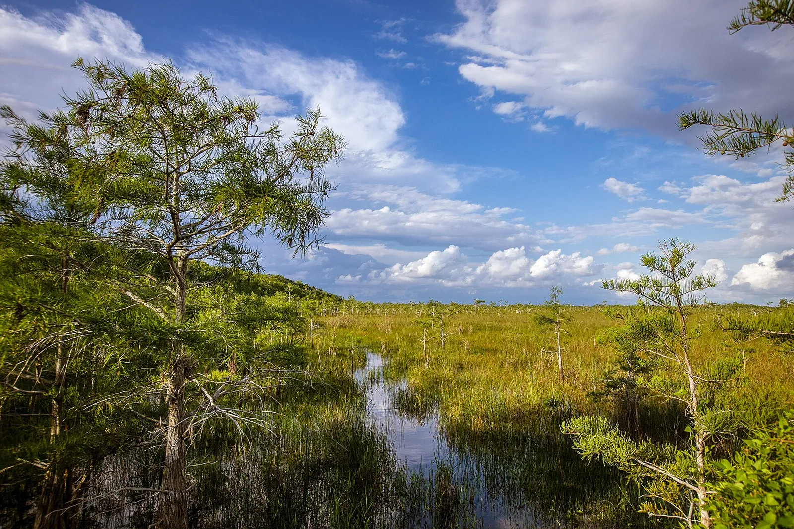 Cypress habitat in the Big Cypress area of the Florida Everglades