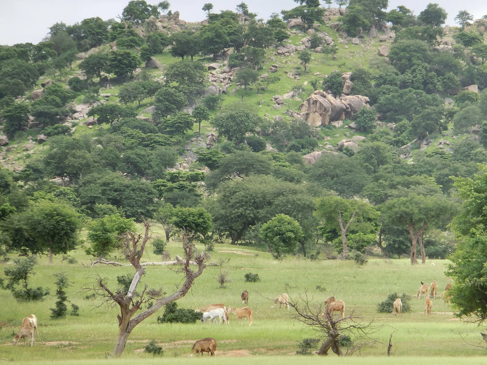 Hills and village land in Sudan