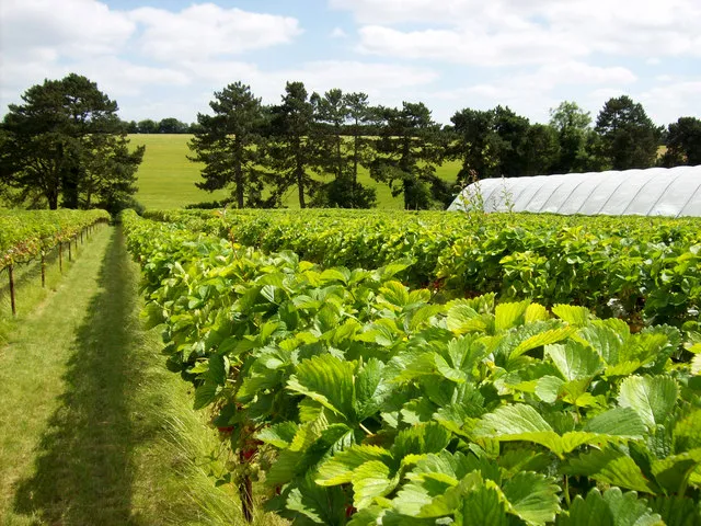 Workers and pickers among strawberry rows on a UK farm