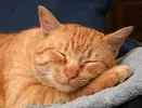 A person asleep in bed