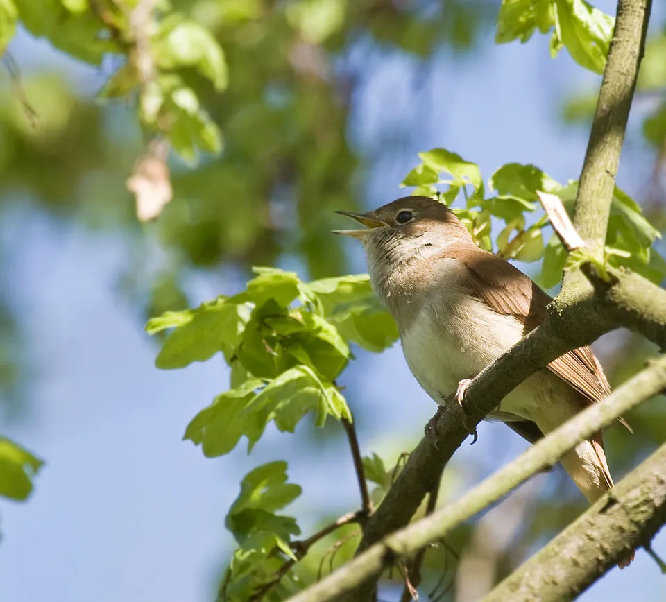 A common nightingale (Luscinia megarhynchos)