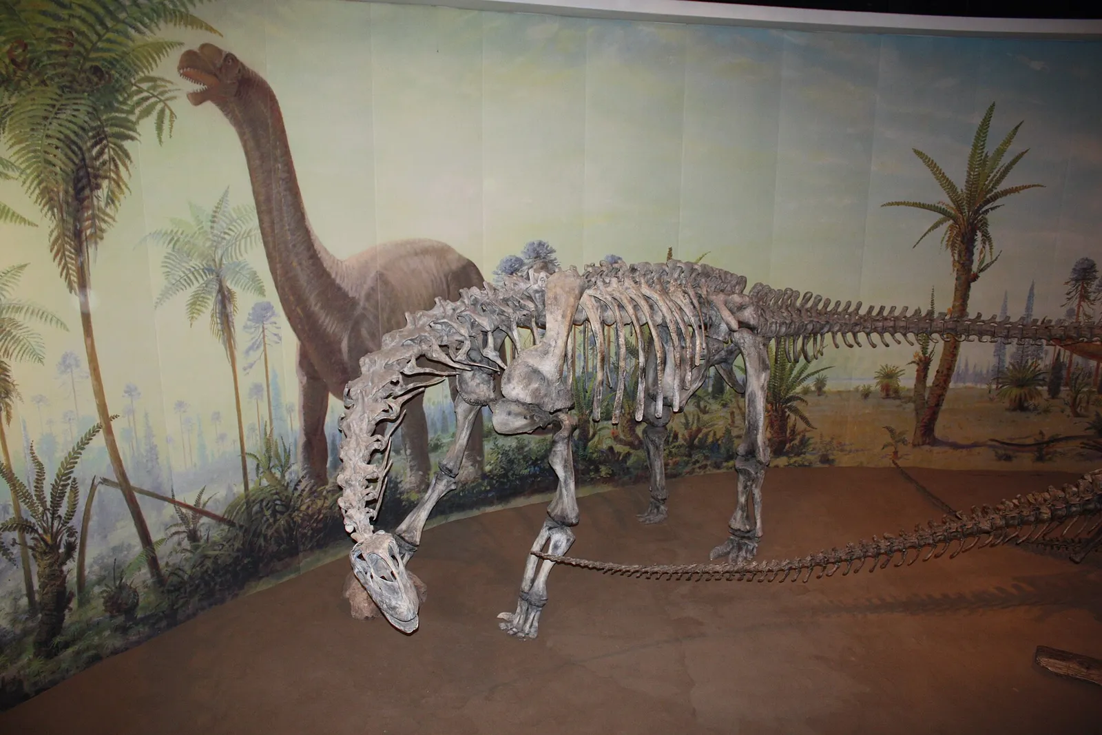 Mounted long-necked sauropod skeletons in a museum (file image)