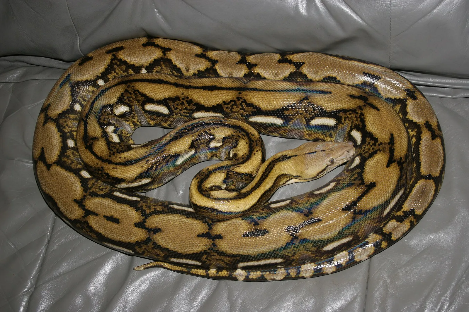 A reticulated python, the species treated at Chester Zoo